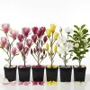 2 Live Magnolia Trees – Mixed Varieties, 6-12" Tall Starter Plants in 2.5" Pots, Outdoor - Image 1