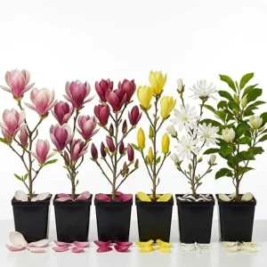 2 Live Magnolia Trees – Mixed Varieties, Fragrant Flowering Plants 6-12