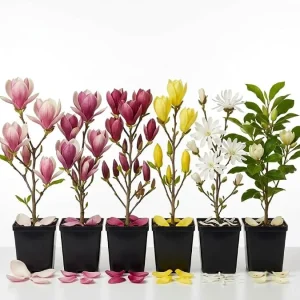 2 Live Magnolia Trees – Mixed Varieties, Fragrant Flowering Plants 6-12