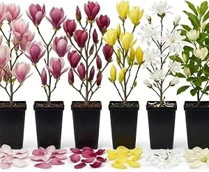 2 Live Magnolia Trees - Random Variety, 6-12 Inch Tall Plants in 2.5" Pot - Image 1