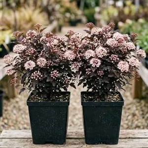 2-Pack Crimson Ninebark Live Plant 8-12 Inches Tall in 2.5 Inch Pot - Hardy Purple Foliage Outdoor Shrub - Image 1