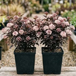 2-Pack Crimson Ninebark Live Plant 8-12 Inches Tall in 2.5 Inch Pot - Hardy Purple Foliage Outdoor Shrub - Image 5