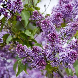 2 Pack Purple Lilac Potted Plants, 6-12