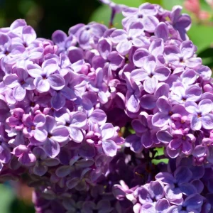 2 Pack Purple Lilac Potted Plants, 6-12