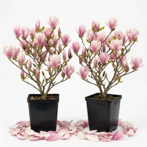 2-Pack Saucer Magnolia Tree Live Plant - Pink White Flowers, 6-12" Tall, 2.5" Pot, Outdoor Shrub - Image 1