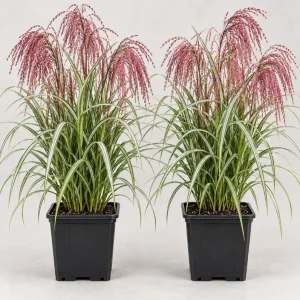 2 Sunrise Maiden Grass Live Plants (Miscanthus sinensis) 5-8 Inch Tall Outdoor - Image 1