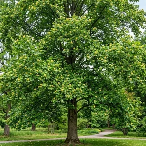 2 Tulip Poplar Live Plants 8-12" Tall – Yellow Blooming Deciduous Trees for Outdoor - Image 1