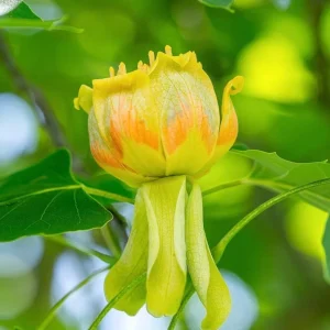 2 Tulip Poplar Tree Live Plants 8-12