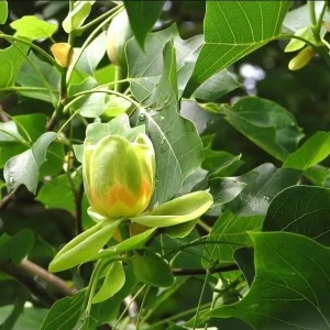 2 Tulip Poplar Tree Live Plants 8-12