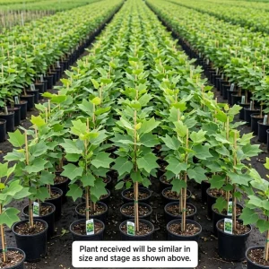 2 Tulip Poplar Tree Live Plants 8-12