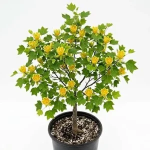 2 Tulip Poplar Trees Live Plants – 8-12" Tall, Yellow Blooms, Quart Pot, Outdoor - Image 1