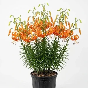 20 Tiger Lily Bulbs - Turk's Cap Lily (Lilium) Bare Roots, Vibrant Orange, Outdoor - Image 2