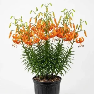 20 Tiger Lily Bulbs - Turk's Cap Lily (Lilium) Bare Roots, Vibrant Orange, Outdoor - Image 5