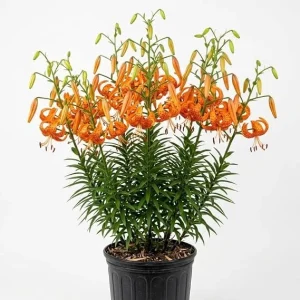20 Tiger Lily Bulbs - Turk's Cap Lily (Lilium) Bare Roots, Vibrant Orange, Outdoor - Image 6