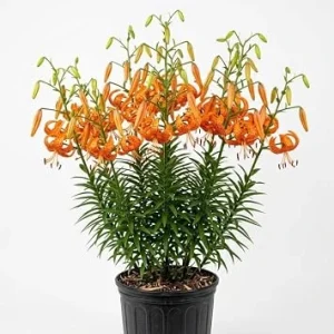 20 Tiger Lily Bulbs - Turk's Cap Lily (Lilium) Bare Roots, Vibrant Orange, Outdoor - Image 1