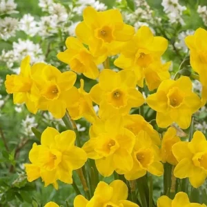 25 Daffodil Bulbs - Narcissus Yellow Spring Blooming Perennial Flowers Outdoor - Image 2