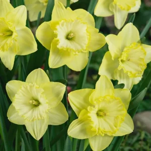 25 Daffodil Bulbs - Narcissus Yellow Spring Blooming Perennial Flowers Outdoor - Image 3