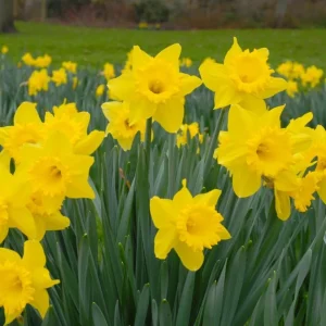 25 Daffodil Bulbs - Narcissus Yellow Spring Blooming Perennial Flowers Outdoor - Image 7