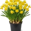 25 Daffodil Bulbs - Narcissus Yellow Spring Blooming Perennial Flowers Outdoor - Image 1