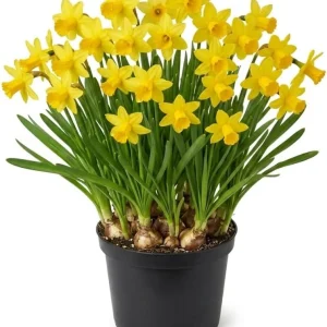 25 Daffodil Bulbs - Narcissus Yellow Spring Blooming Perennial Flowers Outdoor - Image 1