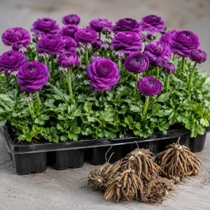 25 Pink Ranunculus Bulbs – Summer Flowering Buttercup Perennial Roots for Outdoor Gardens - Image 5