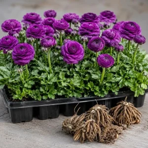 25 Pink Ranunculus Bulbs – Summer Flowering Buttercup Perennial Roots for Outdoor Gardens - Image 6
