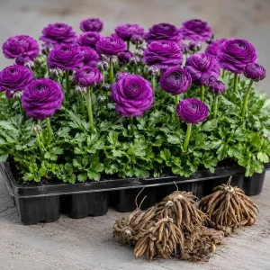 25 Pink Ranunculus Bulbs – Summer Flowering Buttercup Perennial Roots for Outdoor Gardens - Image 7