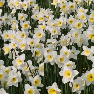 25 White Daffodil Bulbs for Outdoor Planting - Hardy Narcissus Flowers - Image 3