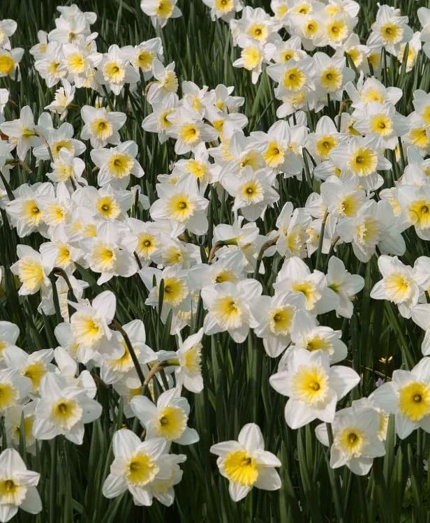 25 White Daffodil Bulbs for Outdoor Planting - Hardy Narcissus Flowers - Image 3