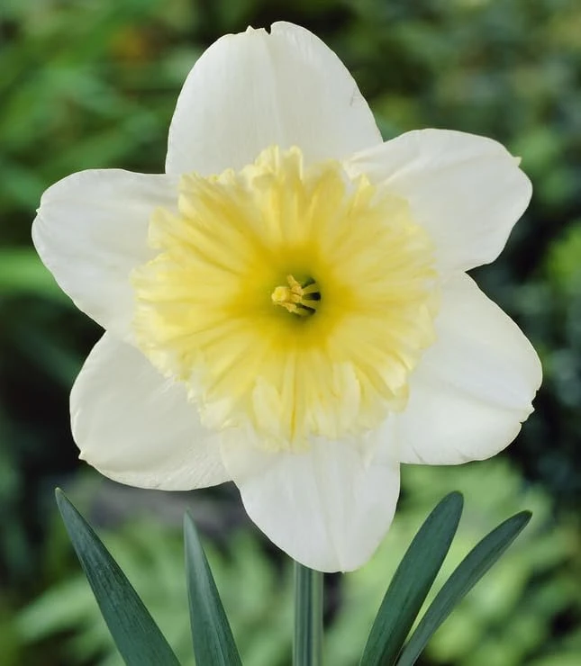 25 White Daffodil Bulbs for Outdoor Planting - Hardy Narcissus Flowers - Image 6