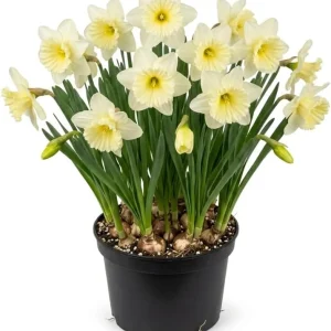 25 White Daffodil Bulbs for Outdoor Planting - Hardy Narcissus Flowers - Image 1
