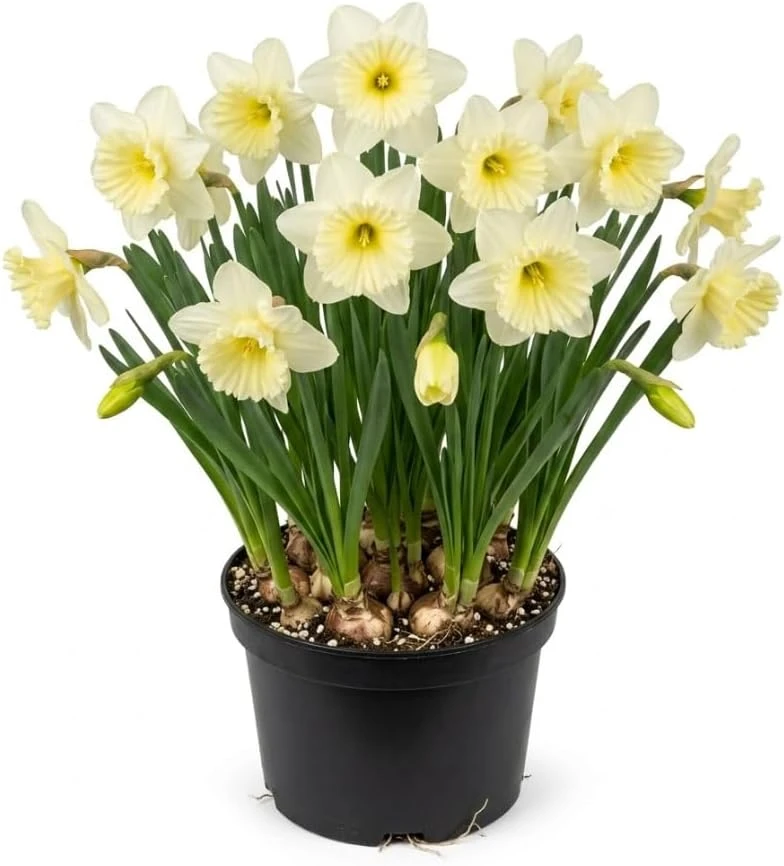 25 White Daffodil Bulbs for Outdoor Planting - Hardy Narcissus Flowers - Image 1