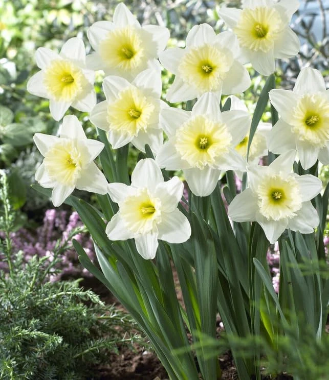 25 White Daffodil Bulbs for Outdoor Planting - Hardy Narcissus Flowers - Image 7
