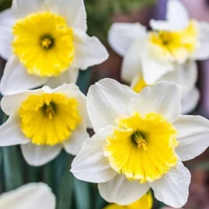 25 White Daffodil Bulbs - Hardy Perennial Narcissus Spring Flowers Outdoor - Image 2