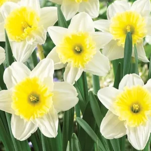 25 White Daffodil Bulbs - Hardy Perennial Narcissus Spring Flowers Outdoor - Image 5