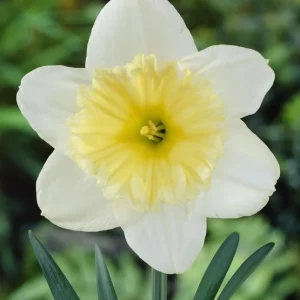 25 White Daffodil Bulbs - Hardy Perennial Narcissus Spring Flowers Outdoor - Image 6