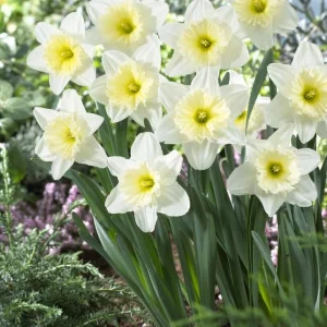 25 White Daffodil Bulbs - Hardy Perennial Narcissus Spring Flowers Outdoor - Image 7