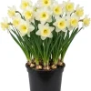 25 White Daffodil Bulbs - Narcissus Spring Flower Bulbs for Outdoor Planting - Image 1