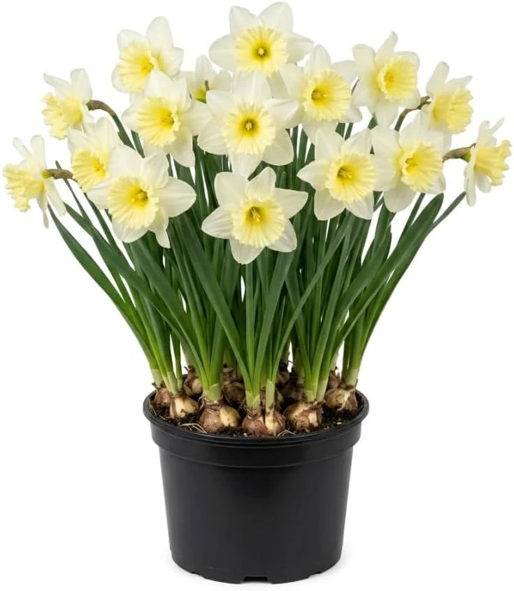 25 White Daffodil Bulbs - Narcissus Spring Flower Bulbs for Outdoor Planting - Image 1