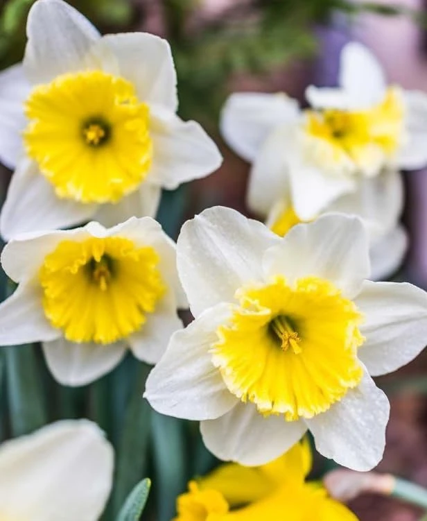 25 White Daffodil Bulbs - Narcissus Spring Flower Bulbs for Outdoor Planting - Image 2