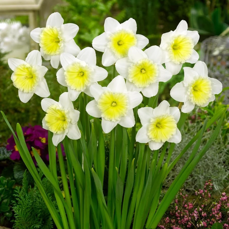 25 White Daffodil Bulbs - Narcissus Spring Flower Bulbs for Outdoor Planting - Image 4