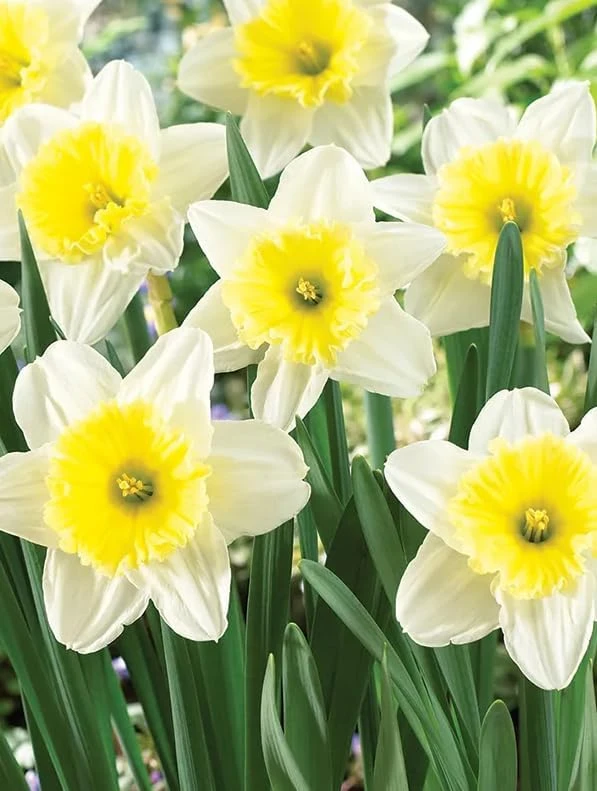 25 White Daffodil Bulbs - Narcissus Spring Flower Bulbs for Outdoor Planting - Image 5