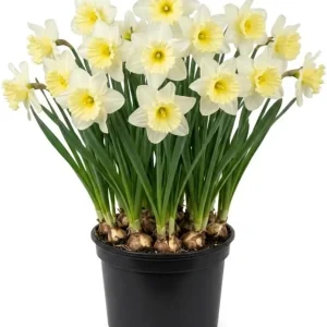 25 White Daffodil Bulbs - Narcissus Spring Flower Bulbs for Outdoor Gardens - Image 1