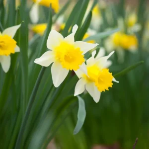 25 Yellow Daffodil Bulbs - Narcissus Spring Flower Bulbs, Hardy Outdoor Perennial - Image 2