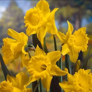 25 Yellow Daffodil Bulbs - Narcissus Spring Flower Bulbs, Hardy Outdoor Perennial - Image 7