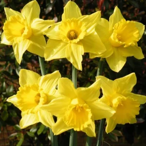 25 Yellow Daffodil Flower Bulbs for Outdoor Planting - Hardy Perennial Narcissus - Image 2