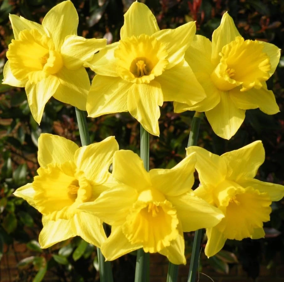 25 Yellow Daffodil Flower Bulbs for Outdoor Planting - Hardy Perennial Narcissus - Image 2