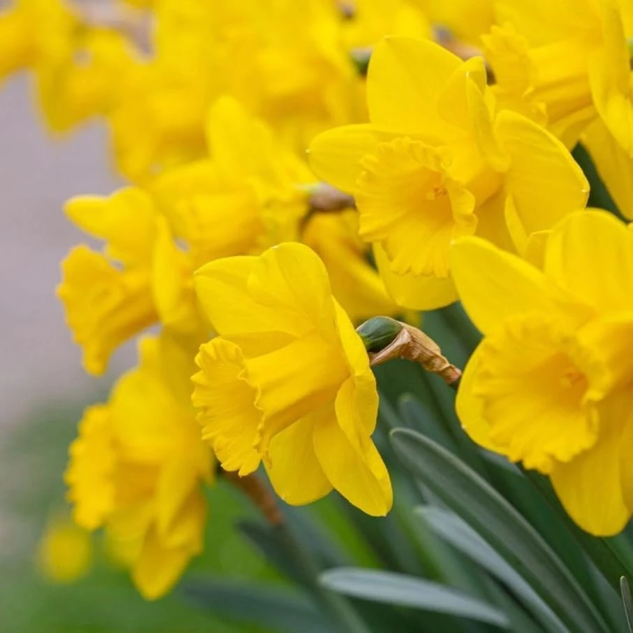 25 Yellow Daffodil Flower Bulbs for Outdoor Planting - Hardy Perennial Narcissus - Image 3