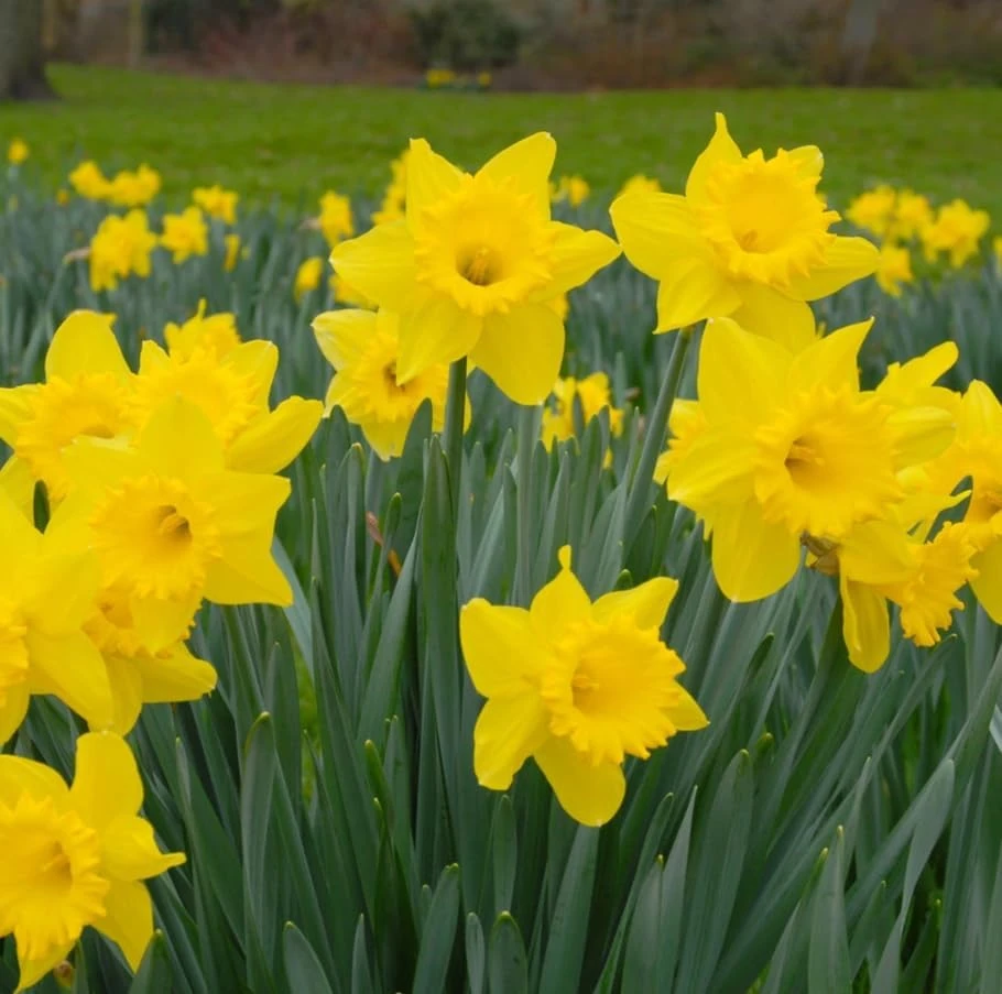 25 Yellow Daffodil Flower Bulbs for Outdoor Planting - Hardy Perennial Narcissus - Image 4