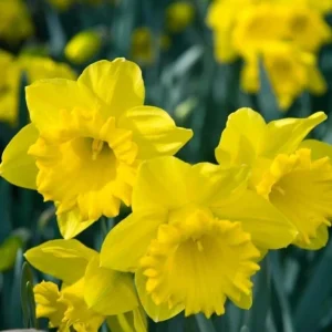 25 Yellow Daffodil Flower Bulbs for Outdoor Planting - Hardy Perennial Narcissus - Image 5